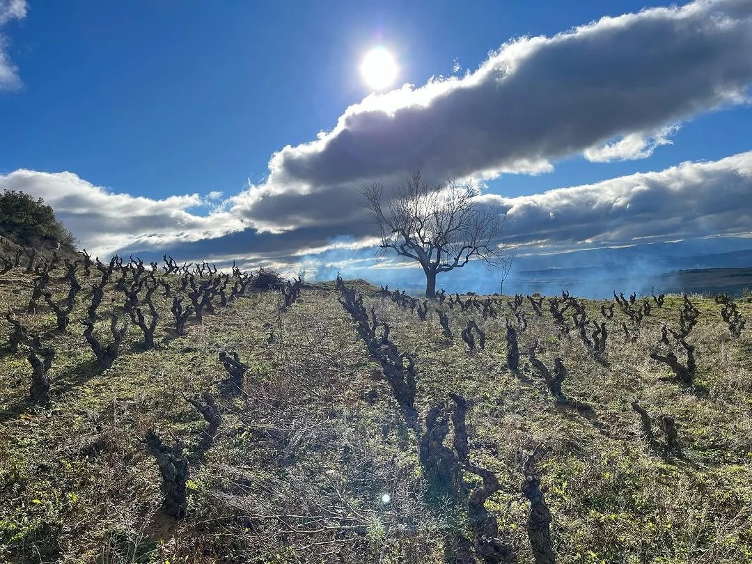 Bodega Familiar Tentenublo Wines