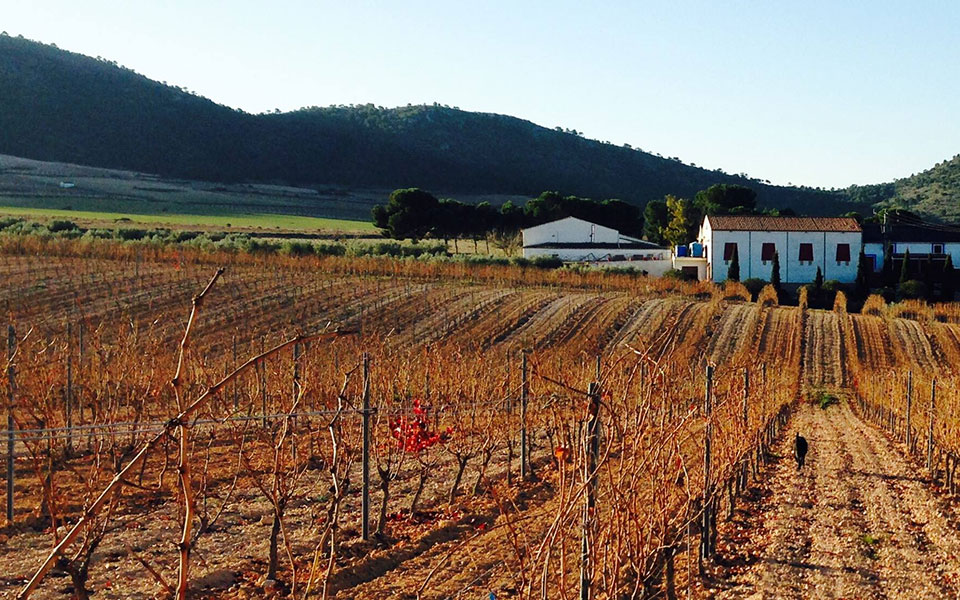Bodegas Casa Castillo