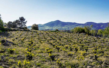 Bodegas Comando G