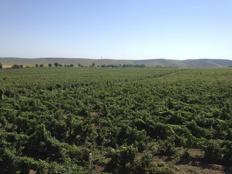 Bodega Amancio Calcerrada