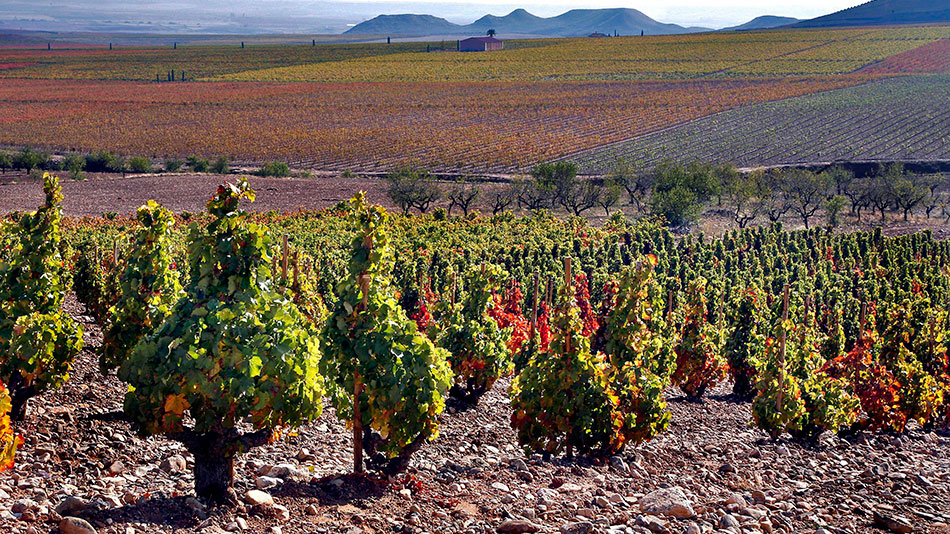 Bodega Palacios Remondo