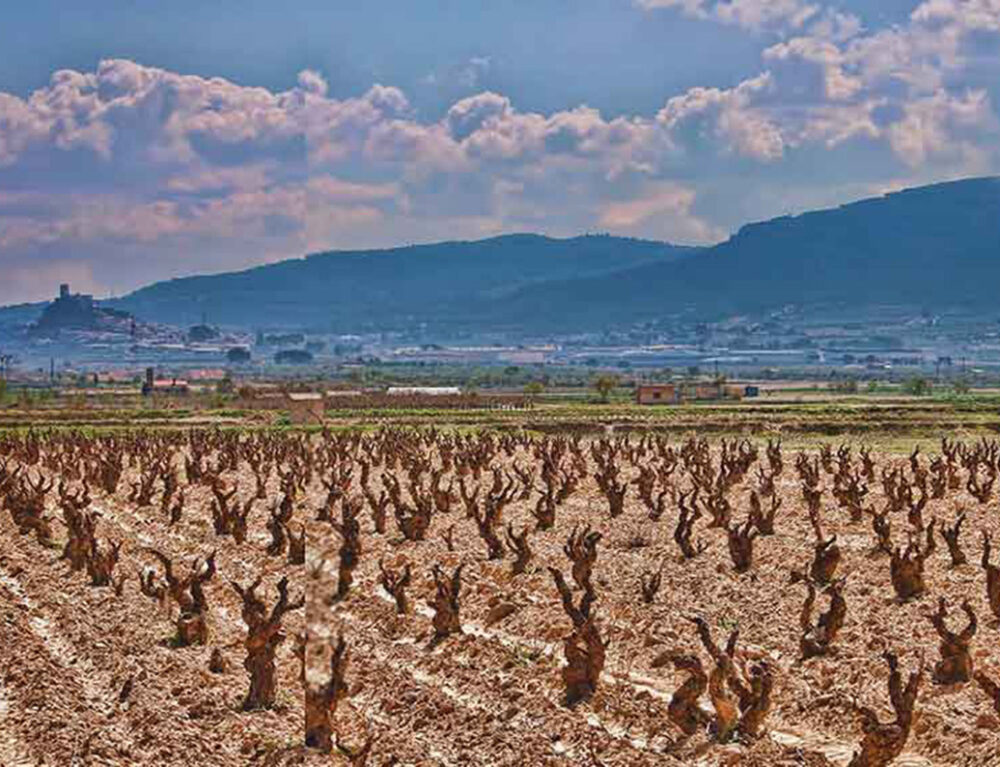 Bodega Terreta