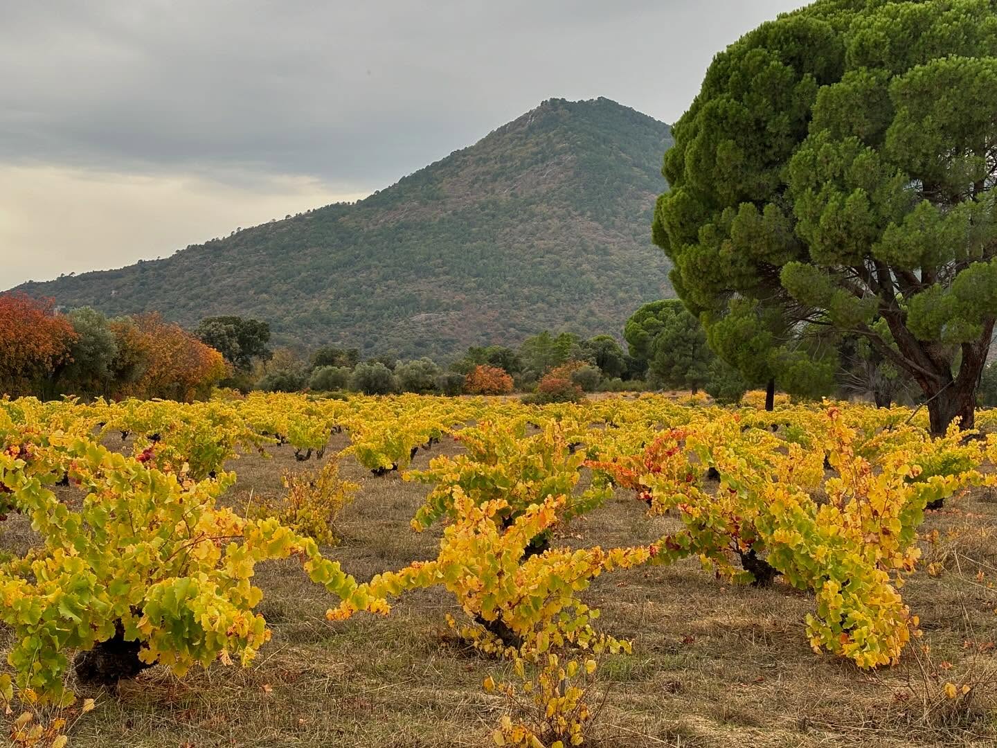 Bodegas Y Vinedos Bernabeleva