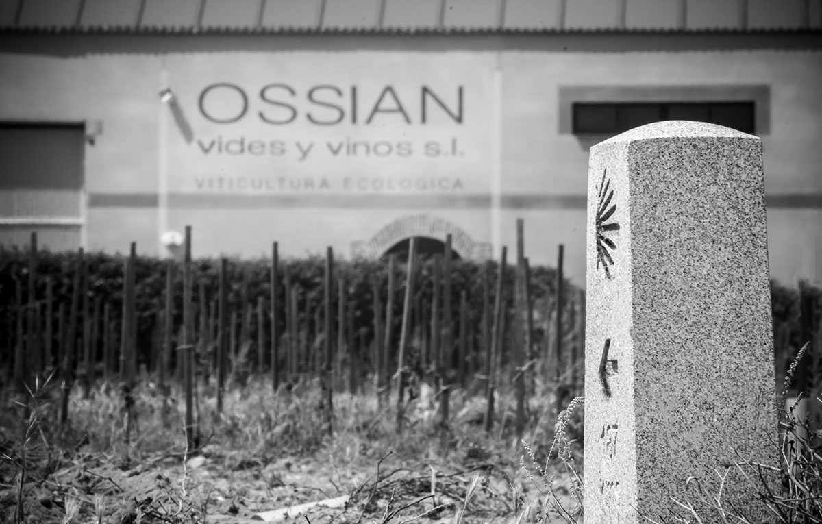 Ossian Vides y Vinos