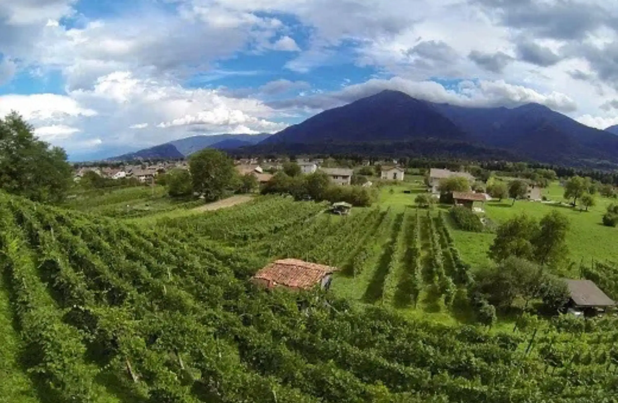 Bodegas Roman Paladino