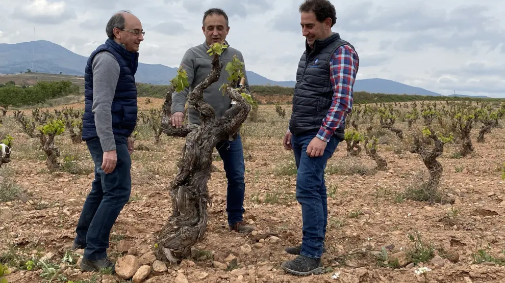 Bodegas Aragonesas